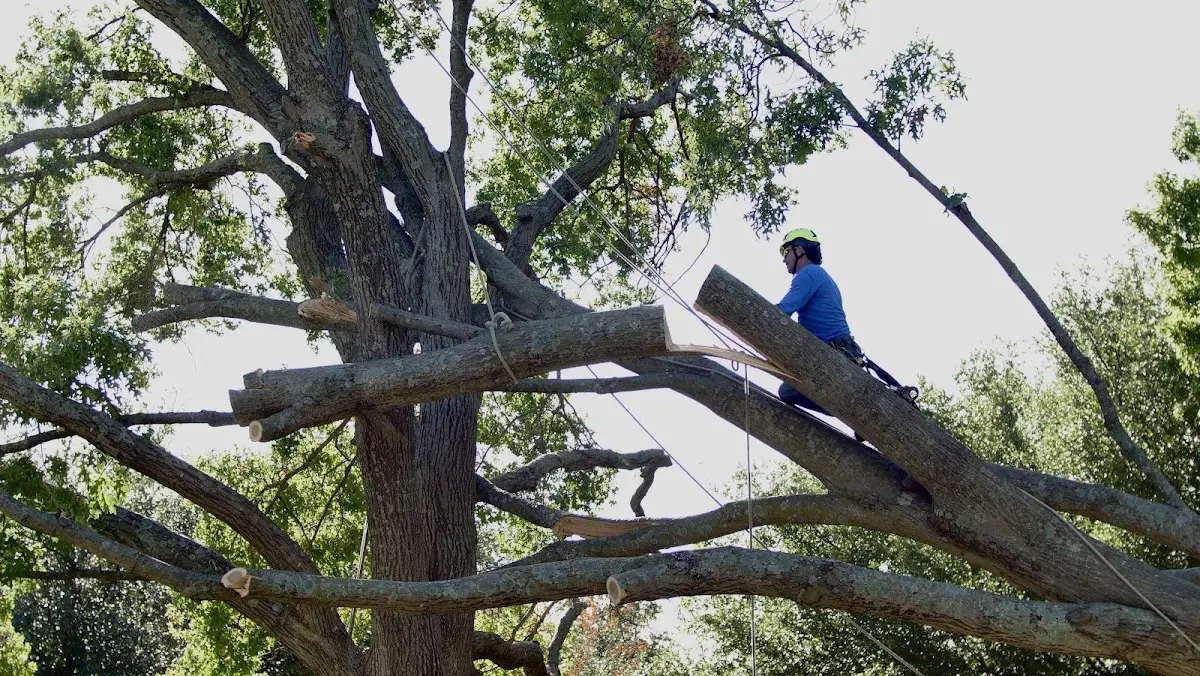 Professional Crown Thinning performed by certified arborists in Boonsboro